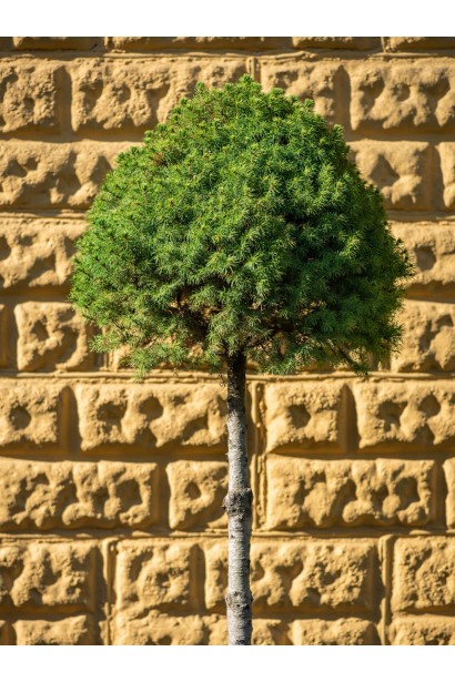 Ялина канадська Коніка на штамбі